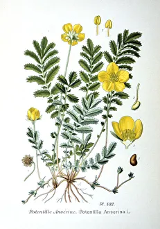 Nature Prints For Sale Drucke: Silverweed, 1893