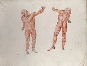 Skelett- und myologische Struktur der Borghese-Gladiatorenstatue: zwei Figuren... (1833?)