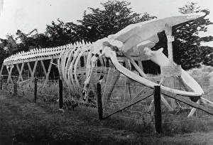 Whale Skeleton Drucke: Skeleton of a whale, between c1900 and c1930. Creator: Unknown