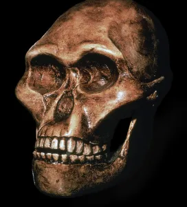 Prehistoric Human Remains Drucke: Skull of Australopithecus Africanus