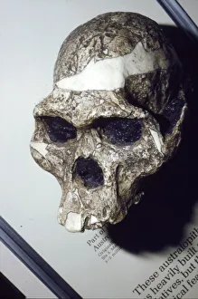 Schädel von Australopithecus africanus aus Sterkfontein in Südafrika, 3 bis 2 Millionen Jahre v. Chr