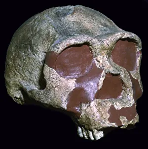 Homo Erectus Skull Drucke: Skull of Homo Erectus