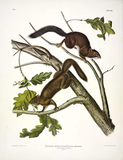 Weichhaariger Eichhörnchen, Sciurus mollipilosus, 1845