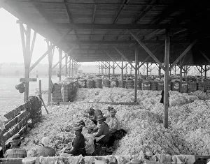 Agricultural Labourer Drucke: Sorting cotton, between 1900 and 1910. Creator: Unknown
