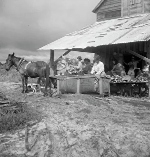 Great Depression Era Farming Drucke: Sorting and stringing the golden leaf at the tobacco barn