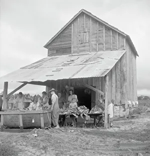 Great Depression Era Images Drucke: Sorting and stringing the golden leaf at the tobacco barn
