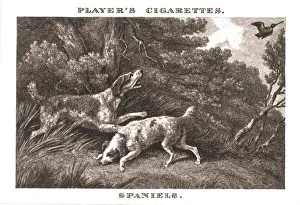 Samuel Howitt Artwork Drucke: Spaniels, (1924). Creator: Unknown