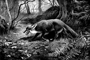 Archibald Thorburn Artwork Drucke: Spent, 1898. Creator: Unknown