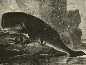 Sperm Whale Illustration Drucke: The Sperm-Whale, 1882. Creator: Unknown