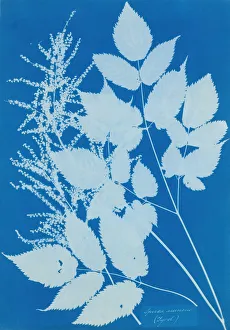 Spiraea aruncus (Tirol), 1851-54. Erfinderin: Anna Atkins
