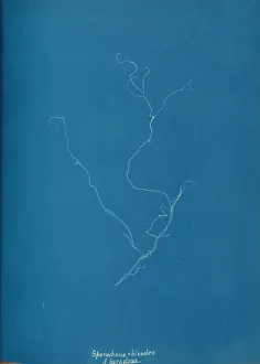 Sporochnius rhizodes B Paracloxa um etwa 1853 von Anna Atkins geschaffen wurde