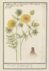 Netherlandish Heritage Images Drucke: Spring Adonis (Adonis vernalis), 1596-1610. Creators: Anselmus de Boodt, Elias Verhulst