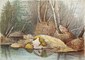Waldinneres Springgewässer und überflutete Torfmoose, 1851. Schöpfer: Magnus von Wright