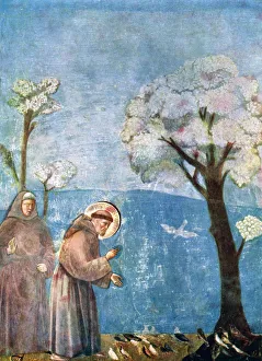Die Predigt des Franz von Assisi vor den Vögeln, 1297-1299. um 1900 bis 1920