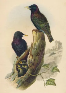 Colorful Passerine Birds Drucke: Starling, c19th century