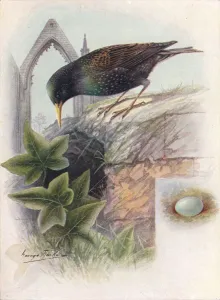 Ornithology Study Drucke: Starling - Stur nus vulga ris, c1910, (1910). Artist: George James Rankin