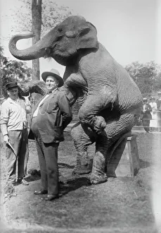 George Grantham Bain Photographer Drucke: Stewart & elephant, between c1915 and c1920. Creator: Bain News Service