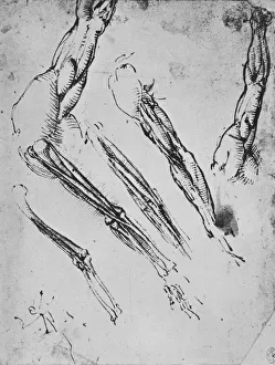 Renaissance Anatomical Drawings Drucke: Six Studies of an Arm Showing in Three Cases the Bones