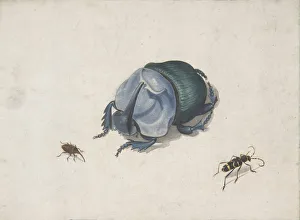 Studien über einen blauen Käfer und Insekten aus dem 17. Jahrhundert (?). Ersteller: Anonymous
