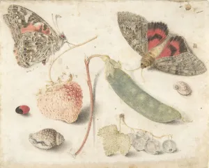 Drucke von Studien von Früchten, Insekten und Schalen aus dem späten 16.-früh 17. Jahrhundert zugeschrieben an Georg Flegel; früher an Maria Sibylla Merian Maria Sibylla Merian Drucke: Studien von Früchten, Insekten und Schalen, Ende des 16. bis Mitte des 17. Jahrhunderts