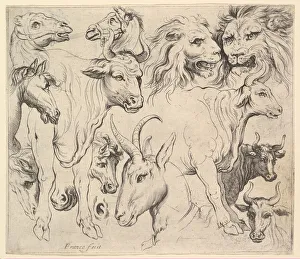 Animal Portraits Drucke: Studies of Heads. Creator: Unknown