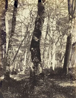 Albumen Silver Print Artwork Drucke: Study in the Barbizon Forest, 1860 / 69. Creator: Constant Alexandre Famin