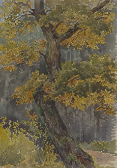 Deciduous Tree Depiction Drucke: Study of a deciduous tree. Motif from St