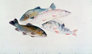 Drucke von Untersuchung der Fische: Zwei Hechte, ein Lachs und eine Aalartie 1818 bis 1820 aus dem Besitz des Tate-Kollektionshauses in London William Turner Drucke: Studium von Fischen : Zwei Hechte