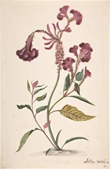 Studium einer Hanekam (Celosia argentea), n. d Schöpferin: Alida Withoos