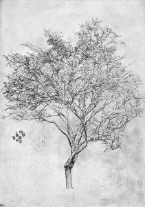 Drucke von Studium einer Zitronenbaum von 1899. Von Lord Leighton PRA; aus 'The Life Of Lord leighton' Frederic Leighton Drucke: Studium eines Zitronenbaums, 1899