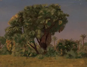 French Oil On Canvas Art Drucke: Study of Palm Trees, probably 1868. Creator: Jean-Leon Gerome