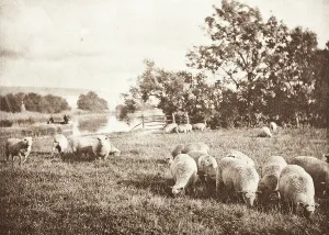 Rural Life In England Drucke: A Study Of Sheep, Printed 1889-1891. Creator: J. B. B. Wellington