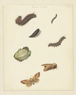 Studienblatt mit verschiedenen Schmetterlingslarven und Motthen, einer Eirolle und einem Kokon der Bombyx mori (Neustria), 1824 - 1900. Ersteller: Albertus Steenbergen
