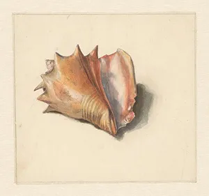 Studium einer Schale, 1824-1900; Künstler: Albertus Steenbergen