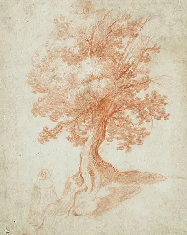 Heritage Italian Art Drucke: Study of a Tree, between circa 1610 and circa 1620. Creator: Cristofano Allori
