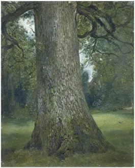 John Constable Oil Paintings Drucke: Study of the Trunk of an Elm Tree, c. 1824. Artist: Constable, John (1776-1837)