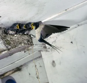 Bird Feeding Chick Drucke: Swallow in flight at the nest