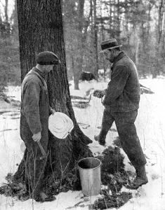 Monochrome Nature Photography Drucke: Tapping for maple syrup, Canada, 1936. Artist: Canadian Government