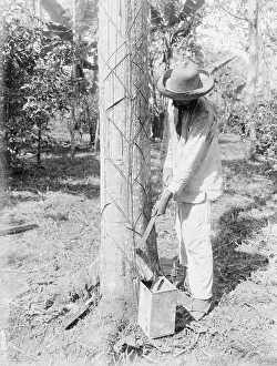 Black And White Photography History Drucke: Tapping Rubber Tree with machete (Old Way)