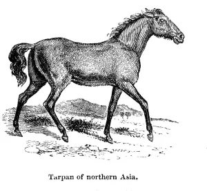 Tarpan aus dem Jahr 1850