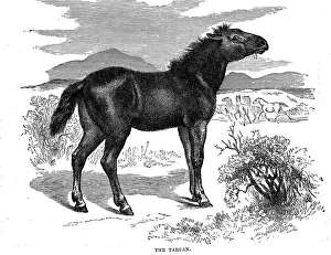 Monochrome Nature Photography Drucke: Tarpan, 1884