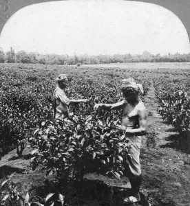 Monochrome Black And White Images Drucke: A tea plantation, Java, Indonesia, 1902. Artist: CH Graves