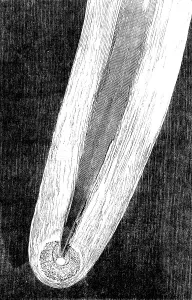 Natural Phenomena In Art Drucke: Telescopic Appearances of Donati's Comet