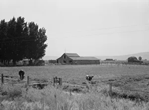US Agricultural Landscapes Drucke: On tenant purchase program, west of Toppenish