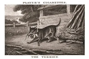 Samuel Howitt Artwork Drucke: The Terrier, (1924). Creator: Unknown