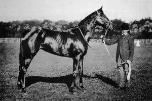 Monochrome Horses Drucke: Thais, 1911
