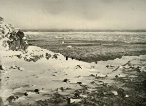 Nimrod Expedition History Drucke: The Last of the Penguins Just Before Their Migration in March, c1908, (1909)