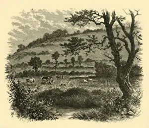 Rural Life In 19th Century Britain Drucke: Thistledon, 1898. Creator: Unknown