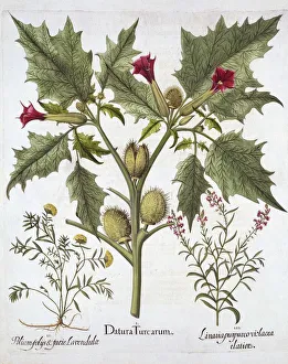 Rote Knopf, Wollröschen und Violett-Teufelsblume aus dem Hortus Eystettensis von Basil Besler