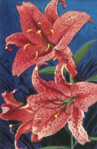 Vintage Flower Photography Drucke: Tiger lily, c1928. Creator: Unknown